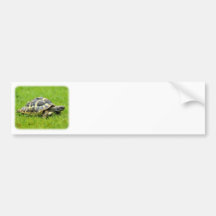 Hermans Tortoise 9W027D-069 Bumper Sticker