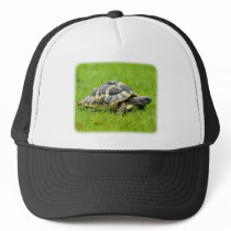 Hermans Tortoise 9W027D-069 Hats