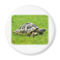 Hermans Tortoise 9W027D-069 Magnet
