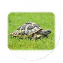 Hermans Tortoise 9W027D-069 Sticker