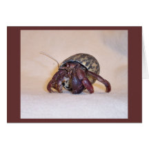 Hermit Crab #3 Cards