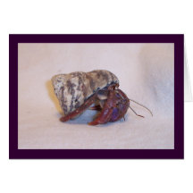 Hermit Crab #4 Cards