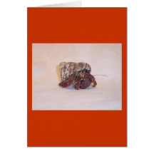 Hermit Crab #6 Greeting Cards