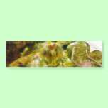 Hermit Crab Couple bumper stickers