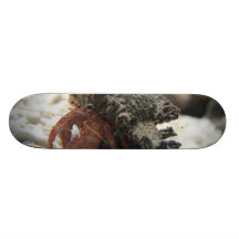 Hermit Crab Custom Skateboard