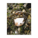 Hermit Crab, Dutch Harbor, Alaska Post Card