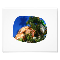 Hermit Crab in Tree blue background cutout Photograph