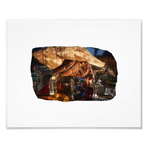 Hermit Crab on Ice Cubes Photo Art