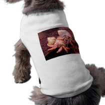 Hermit Crab Pet Clothing
