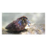 hermit crab customized photo card