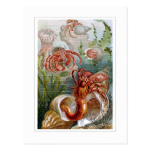 Hermit Crab Post Card