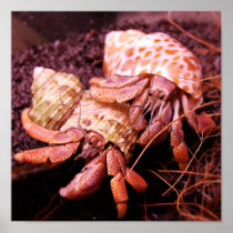 Hermit Crab Print