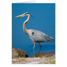 Héron bleu pataugeant la carte