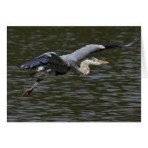 Heron Fly Past Card