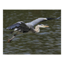Heron Fly Past Custom Invites