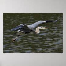 Heron Flypast Print