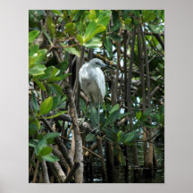 Heron in bushes Poster