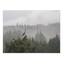 Heron in the Mist Photo