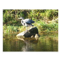 Heron on a rock custom announcements