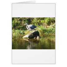 Heron on a rock greeting cards