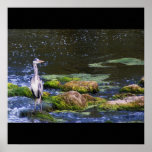 HERON ON THE OUSE , BROMHAM MILL POSTERS