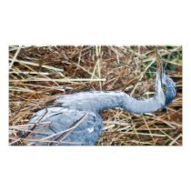 Heron Photograph