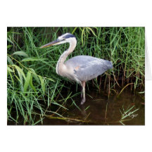 Heron Pride, S Cyr Cards