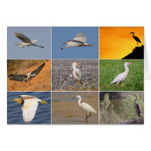 Herons Collage greeting Card