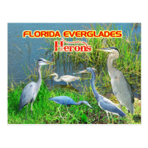 Herons of Everglades National Park, Florida Post Card