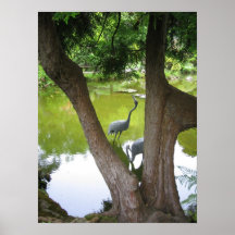 Herons Posters