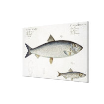 Herring (Clupea Harengus) (Fig. 1) and Sprat (Clup canvas prints