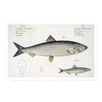 Herring (Clupea Harengus) (Fig. 1) and Sprat (Clup posters