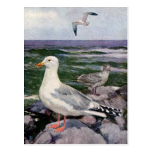 Herring Gulls on Rocky Shoreline Postcards