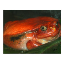 He's big & he's red, but he ain't no soda! postcards