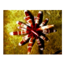 Heterocentrotus Post Card