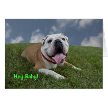 Hey Baby!  Bulldog Birthday Card