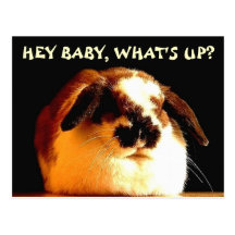 "Hey Baby, What's Up? Bunny" Easter Postcard