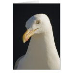 Hey Big Fella Seagull Card