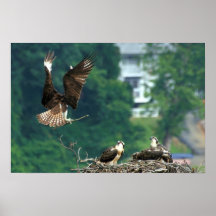Hey Frankie! Didn't You Ask Mom to Bring Fish? Print