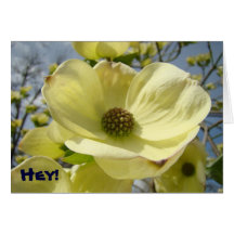 Hey! Friends Rock cards Yellow Dogwood Flowers