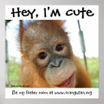 Hey, I'm Cute Orangutan Baby posters