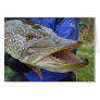 Hey?! Pike, Hecht, Csuka Greeting Card