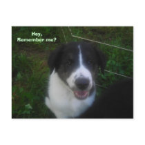 Hey,Remember me? Post Cards