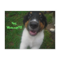 Hey, Whazzup?!!! Post Cards