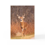Hey - where are you going?! (Deer/Buck) cards
