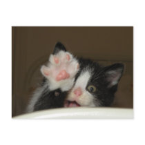 "HI" Kitten postcard