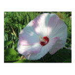 Hibiscus 19 ~ postcard