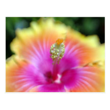 hibiscus 19 postcards