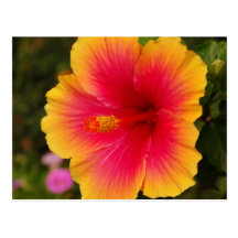 hibiscus 3 postcard