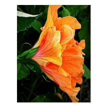 hibiscus 9 postcard